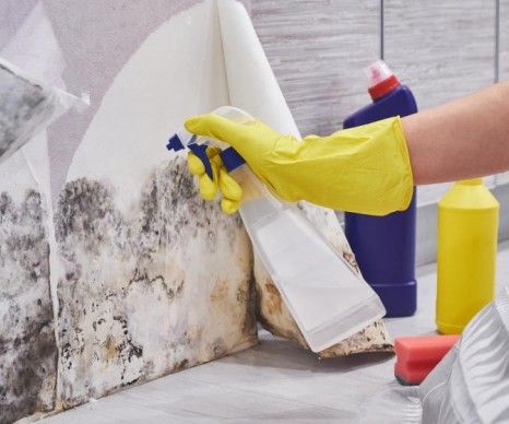 Як прибрати цвіль зі шпалер: ефективні методи боротьби